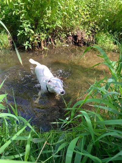 Dogorama-Monats-Challenge-Mai "Wasser"-Beitrag-Bild