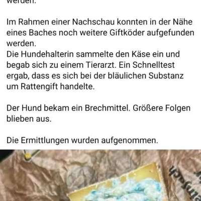 Giftköder-Giftköder Käse mit "bläulicher Substanz"-Bild