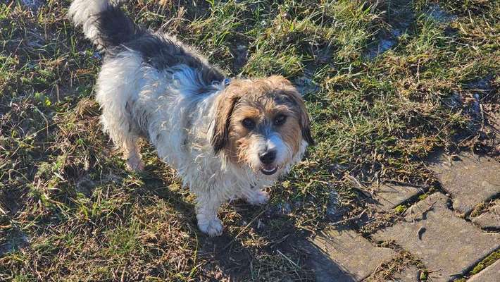 Hundetreffen-Gassi und Natur genießen-Bild