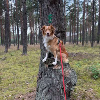 Hundetreffen-Social Walks, Wanderungen und vieles mehr…-Bild