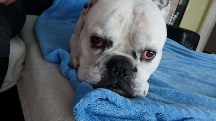 Französische Bulldoggen-Beitrag-Bild