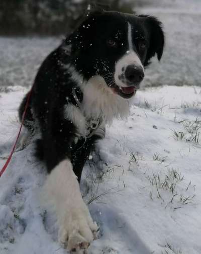 Foto Challenge Nr.: 114
Hunde im Schnee-Beitrag-Bild