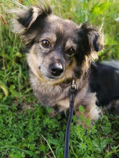 Auslandstierschutz-Beitrag-Bild