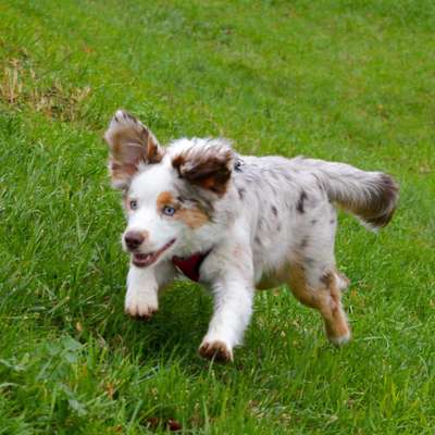 Hundetreffen-Spiele Treff mit Junghunden und Welpen.-Bild