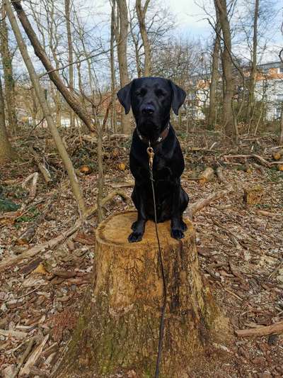 Hundetreffen-Gemeinsam Toben und Trainieren-Bild