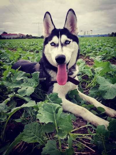 Husky-Beitrag-Bild