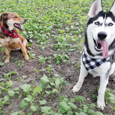 Hundetreffen-Kennenlernen und Gassirunde-Bild