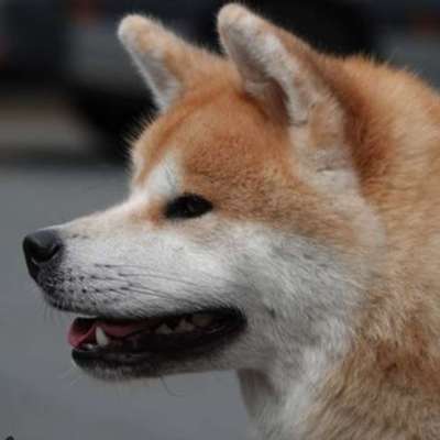 Akita Inu/American Akita (Mix) halter.-Beitrag-Bild