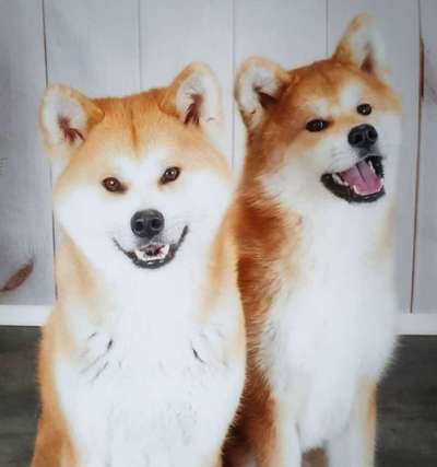 Akita Inu/American Akita (Mix) halter.-Beitrag-Bild