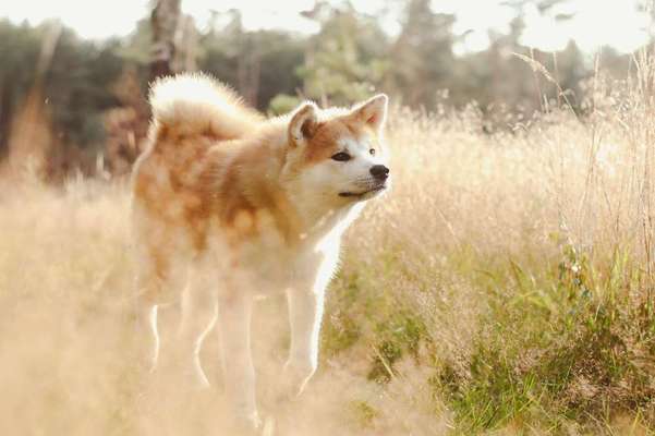 Akita Inu/American Akita (Mix) halter.-Beitrag-Bild