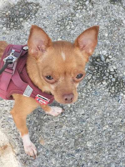 🐕 Diskussion: Hundeerziehung im Wandel – Eure Erfahrungen? 🐾-Beitrag-Bild