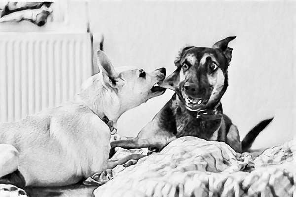 Fotosammlung: ,,Der natürliche Hund" Unbearbeitet, ungestellt und in Natura-Beitrag-Bild