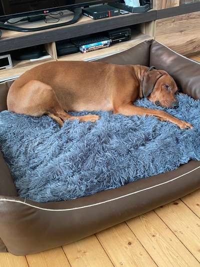 Rhodesian Ridgeback-Beitrag-Bild