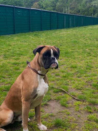 Hundetreffen-Durchgeknallter junger Boxer, sucht wilden Kameraden.-Bild