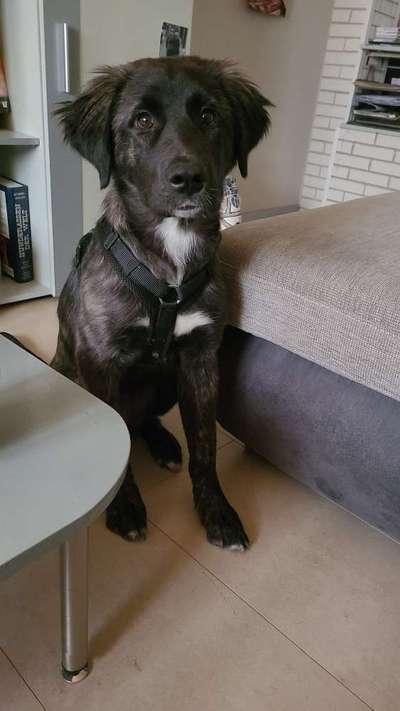 Border Collie-Beitrag-Bild