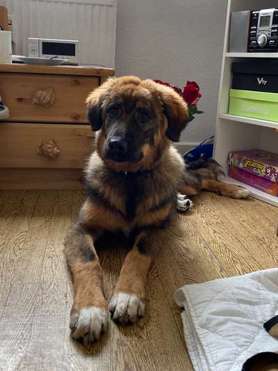 Schäferhund-Beitrag-Bild