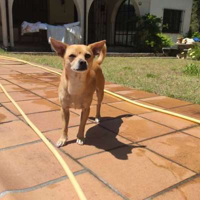 Hundetreffen-Welben treffen-Bild