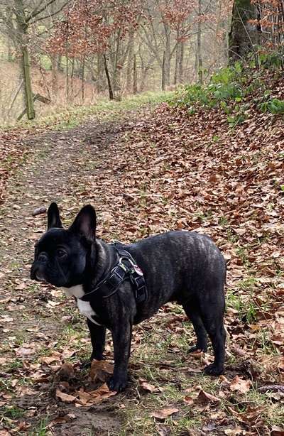 Französische Bulldoggen-Beitrag-Bild