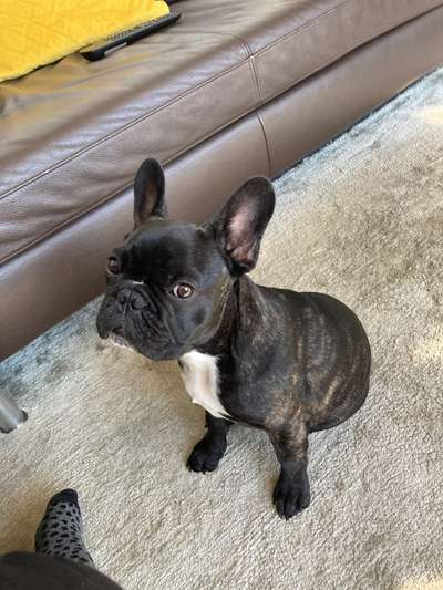 Französische Bulldoggen-Beitrag-Bild