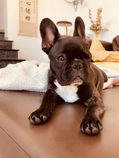 Die Dogorama Kalender Challenge Titelbild-Beitrag-Bild