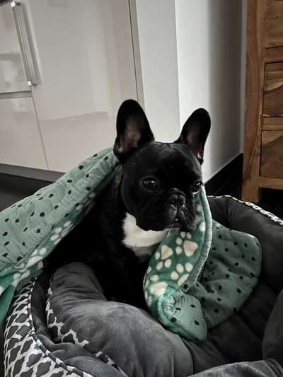 Französische Bulldoggen-Beitrag-Bild