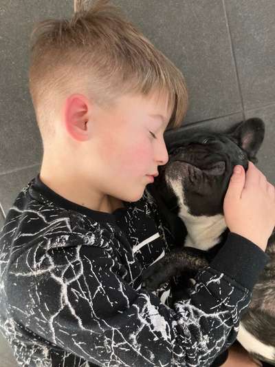 Französische Bulldoggen-Beitrag-Bild