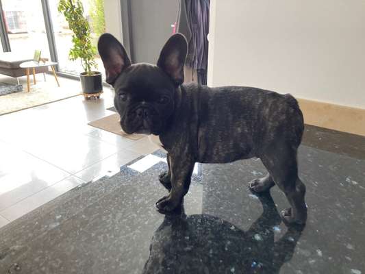 Französische Bulldoggen-Beitrag-Bild