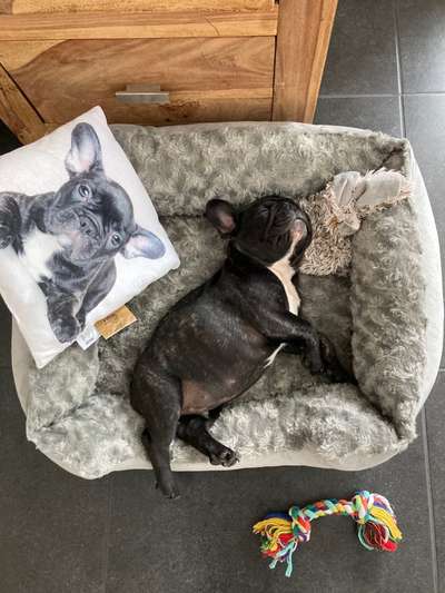 Welpen Bilder !-Beitrag-Bild