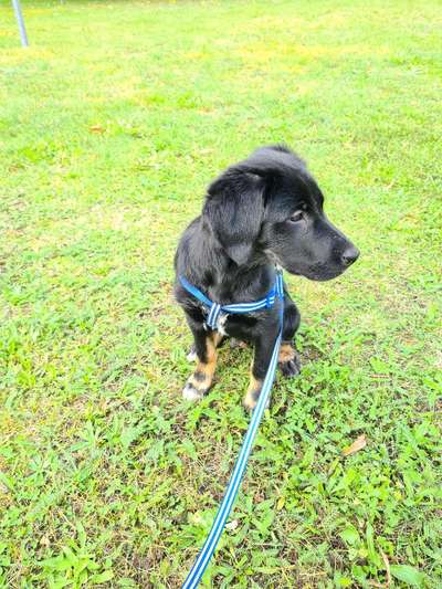 Welpen Bilder !-Beitrag-Bild