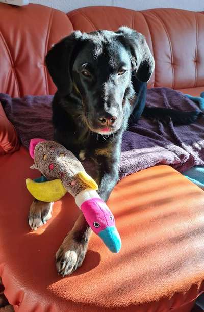 Labradorfans-Beitrag-Bild