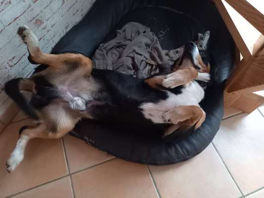 Entlebucher Sennenhund-Beitrag-Bild