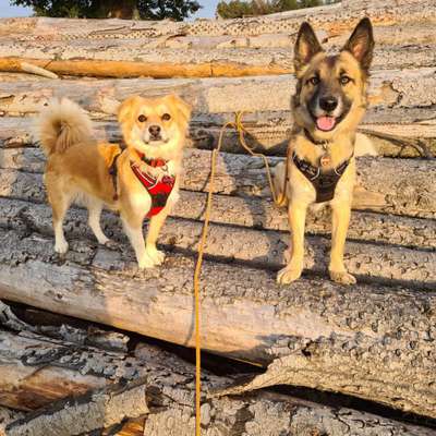 Hundetreffen-Spielen und rennen-Bild