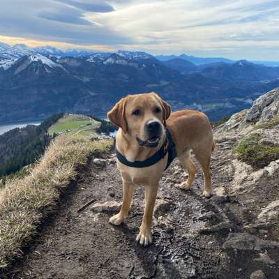 Hundetreffen-Gassirunde und Spielrunde in Passau-Bild