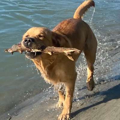 Hundetreffen-Gassirunde und Spielrunde in Passau-Bild