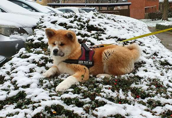 Nordische Hunde-Beitrag-Bild