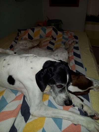 Tierschutz - Auslandstierschutz oder örtliches Tierheim?-Beitrag-Bild