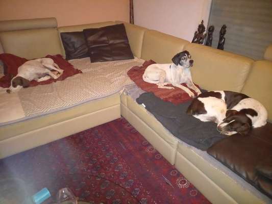 Für alte niedliche Hunde-Beitrag-Bild