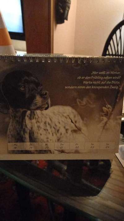 Unsere Fellnasen im Regenbogenland-Beitrag-Bild