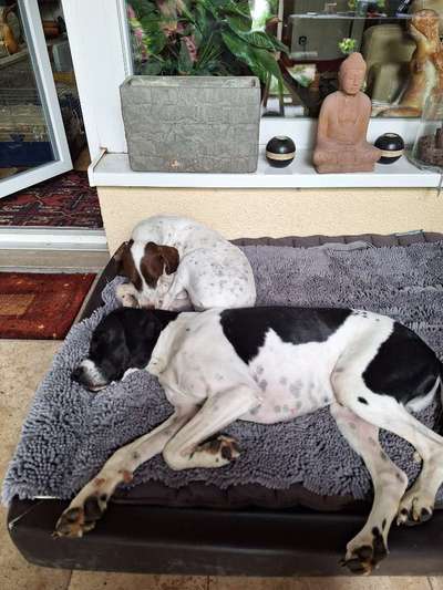 Hund abgegeben, weil Urlaub anstand? Leider kein Witz 😳-Beitrag-Bild