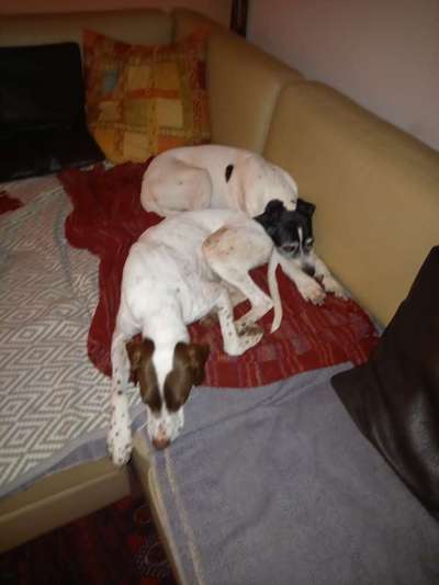 Hunderunde-Beitrag-Bild