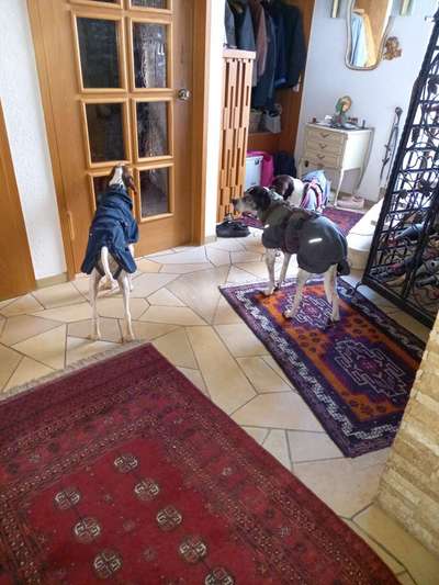 Tierschutzhunde suchen ein Zuhause-Beitrag-Bild