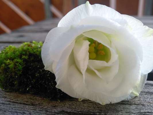 Unsere Fellnasen im Regenbogenland-Beitrag-Bild