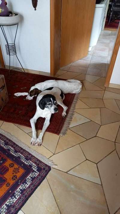 Welchen Hund hast du?-Beitrag-Bild