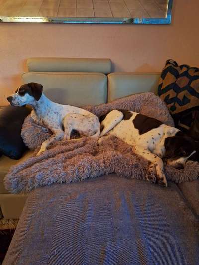 Warum liebst du deinen Hund?-Beitrag-Bild