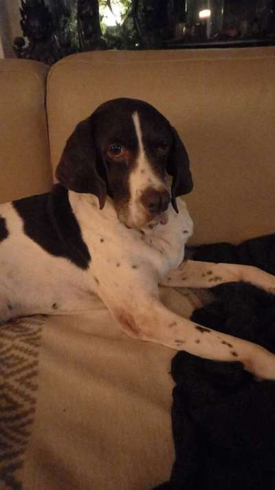 Auslandstierschutz-Beitrag-Bild