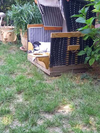 Hundesenior, ein Bodeguero Andaluz, 18 Jahre alt.-Beitrag-Bild