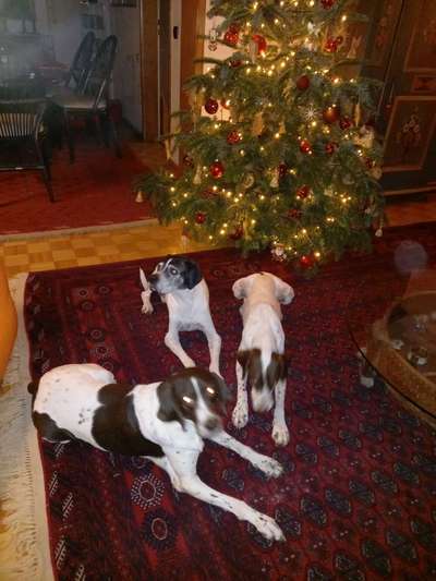 Würdet ihr euch die gleiche Rasse wiederkaufen?-Beitrag-Bild