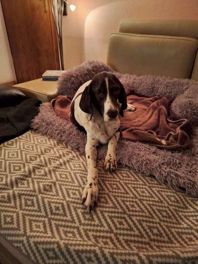 Kerze für alle kranken hunde-Beitrag-Bild