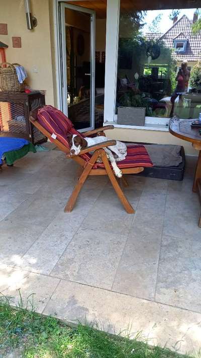 TierschutzhundeStammtisch🐕-Beitrag-Bild