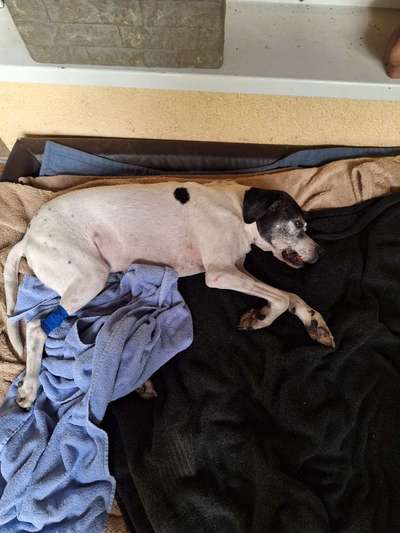 Unsere Fellnasen im Regenbogenland-Beitrag-Bild